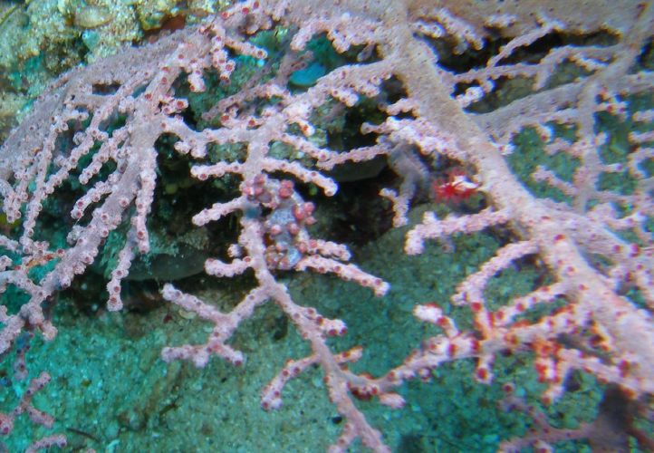 Das Pygm�enseepferdchen wartet in der Mitte des Bildes