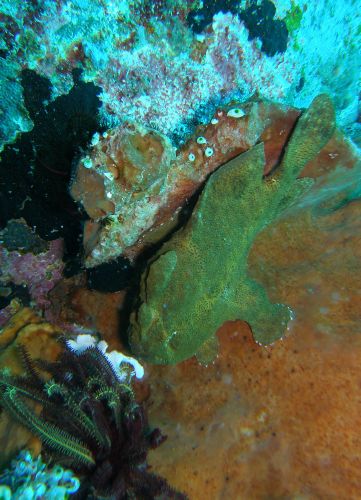 Anglerfische gibt es hier in verschiedenen Farben