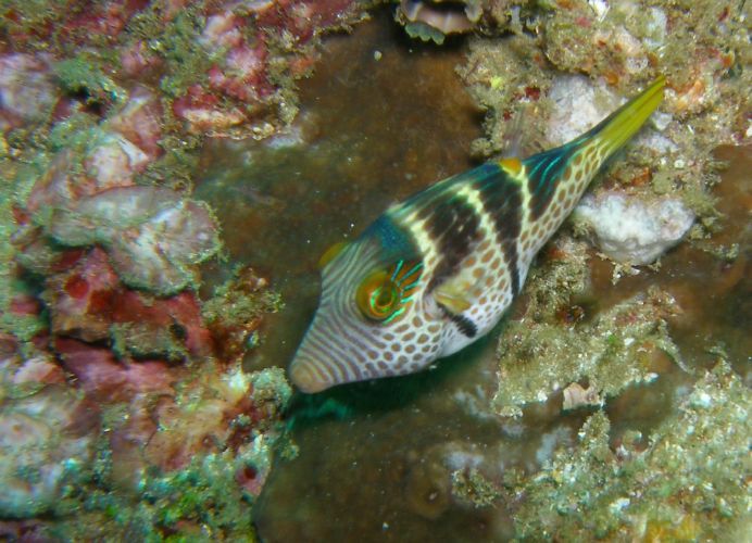 Der Sattel-Spitzkopf-Kugelfisch ist nur etwa 8 cm gross