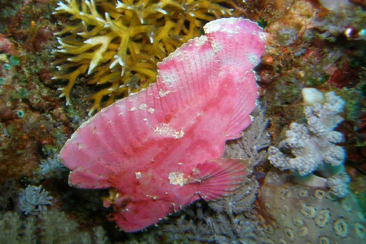 Ein rosa Schaukelfisch