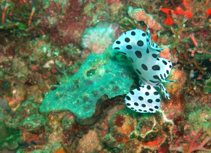 Harlekin Garnele