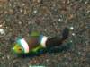 img_8252a_small.jpg