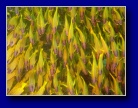 [Click to enlarge]