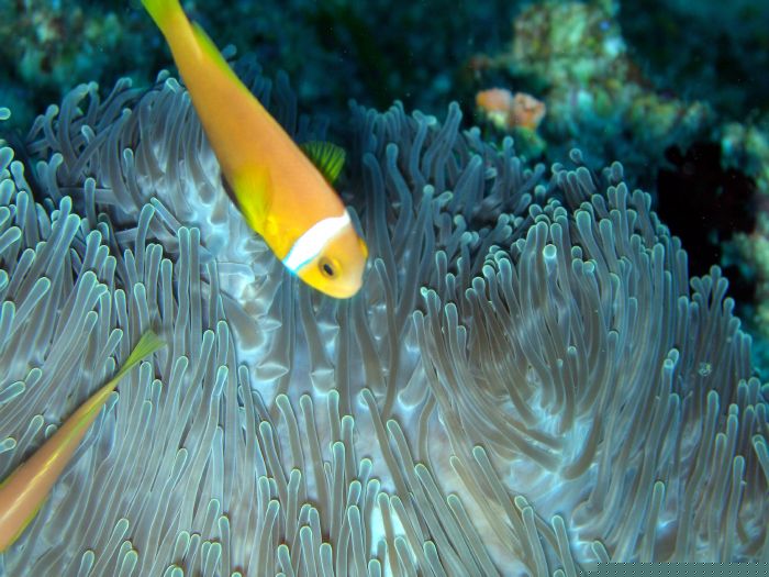 Anemonenfisch