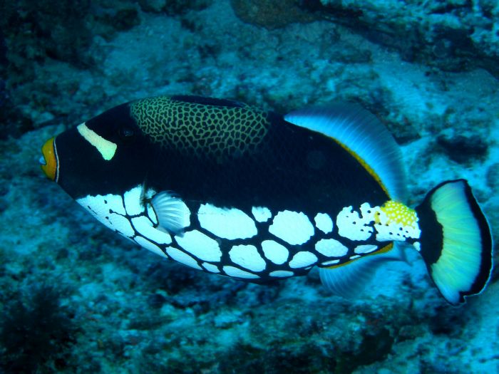 Leoparden-Dr�ckerfisch