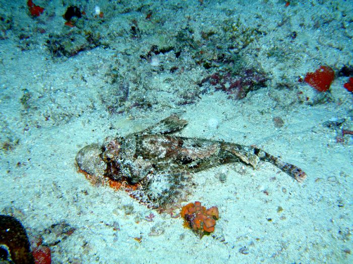 b�rtiger Drachenkopf