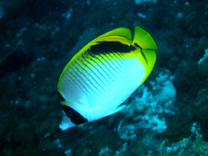 Falterfische