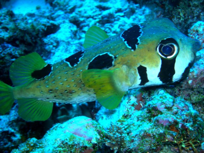 Masken-Igelfisch