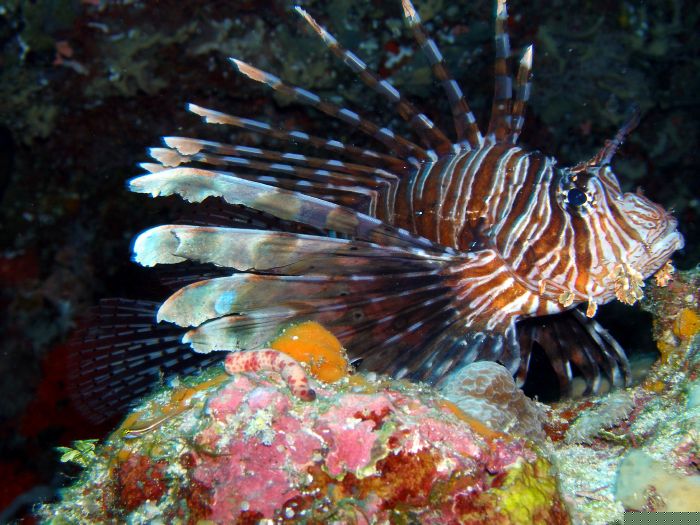 Rotfeuerfisch
