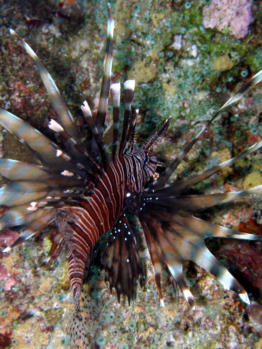 Rotfeuerfisch
