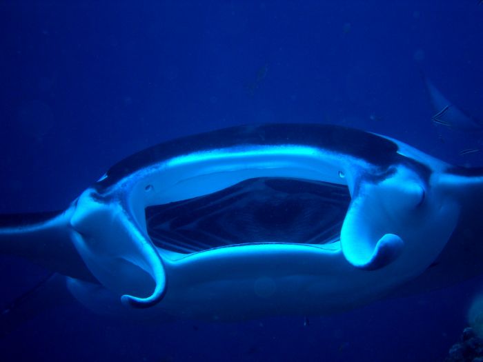 Die grosse Manta-Show