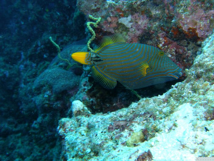 Orangestreifen-Dr�ckerfisch