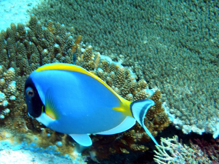 Doktorfisch