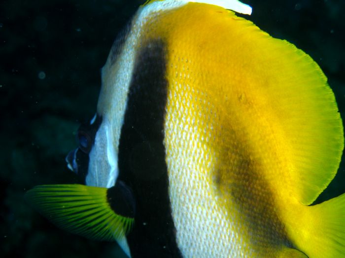 Wimpelfisch