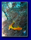 [Click to enlarge]