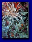 [Click to enlarge]