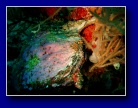 [Click to enlarge]