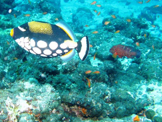 aimg_6456.jpg