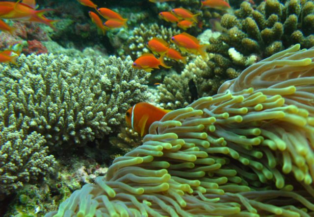 anemone.jpg