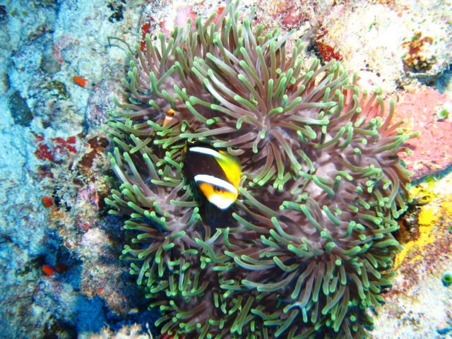 anemonemitmieter.jpg