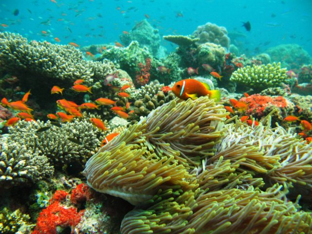 anemonemitnemos.jpg