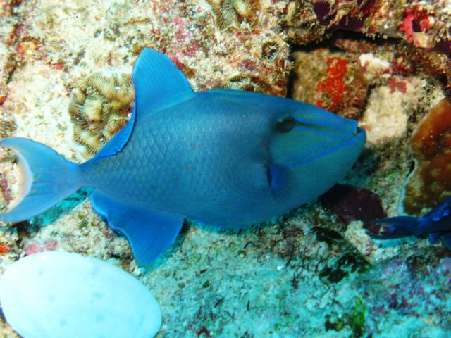 doktorfisch.jpg