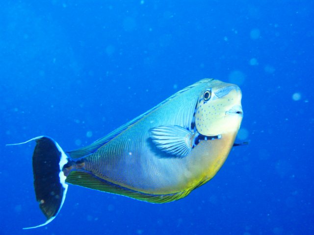 doktorfisch2.jpg