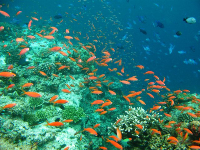 fischsuppe2.jpg