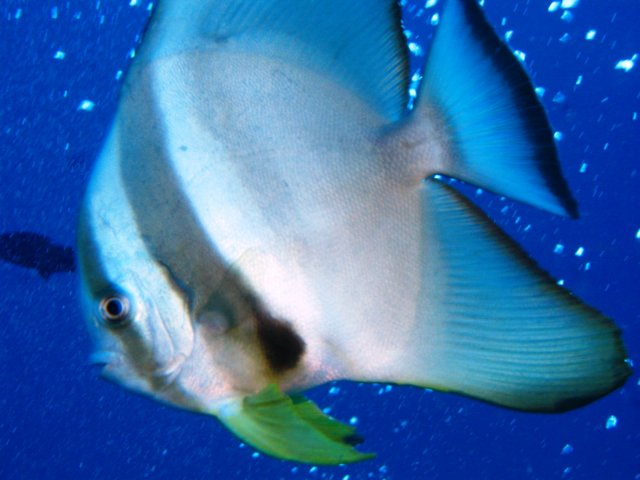 fledermausfisch.jpg