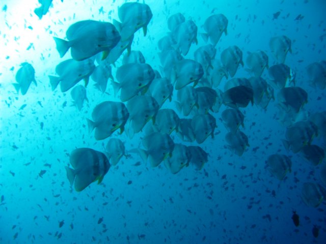 fledermausfische.jpg