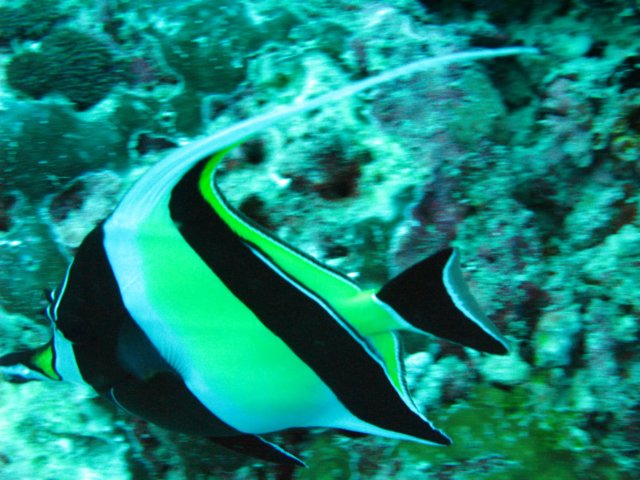 halfterfisch.jpg