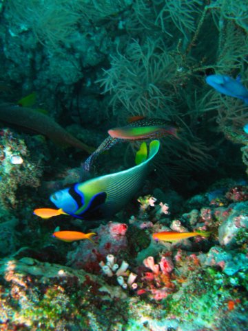 kaiserfisch.jpg