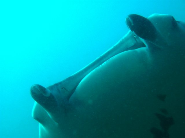 manta.jpg
