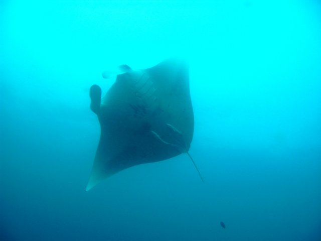manta2.jpg