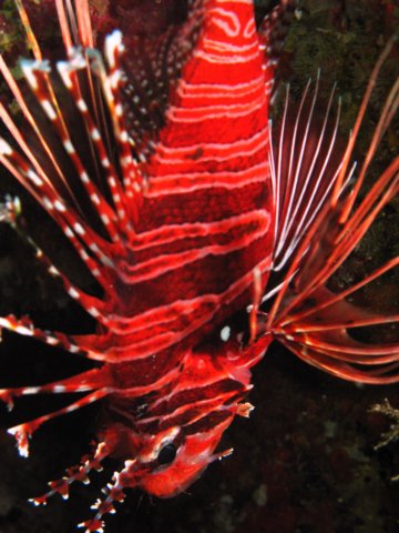 rotfeuerfisch.jpg