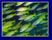[Click to enlarge]