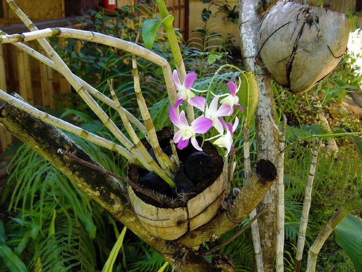 Die Natur bl�ht
