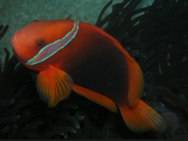 Anemonenfisch