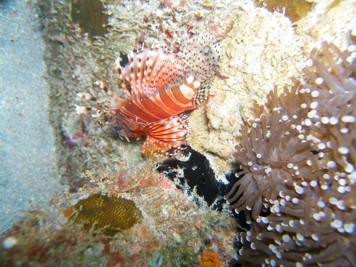 Feuerfisch