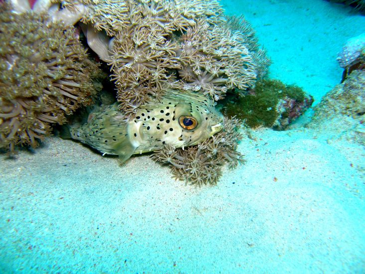 Igelfisch