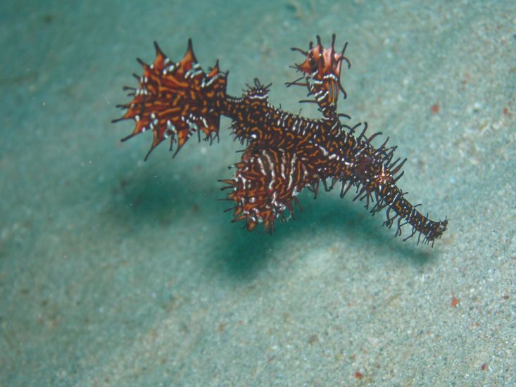 Harlekin - Geisterpfeifenfisch