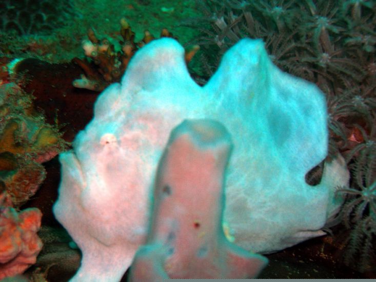 Anglerfisch <br>Der schwimmt mir nicht weg !