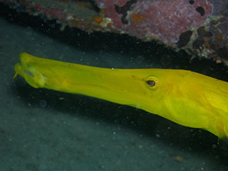 Trompetenfisch