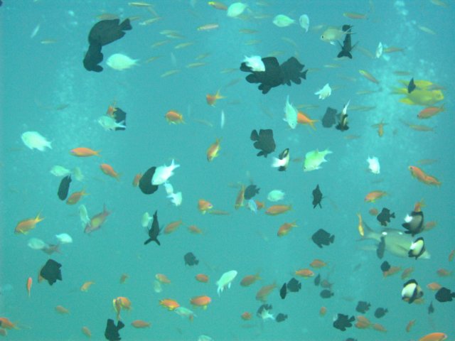 fischmuster.jpg