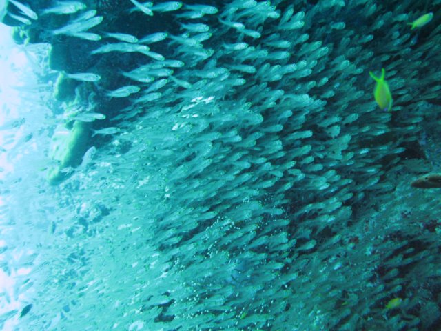 fischsuppezumzweiten.jpg