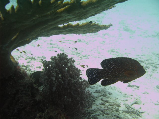img_1126.jpg