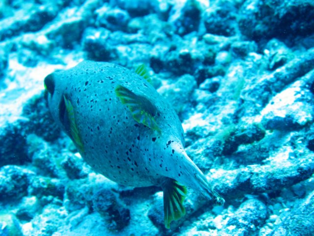 kugelfisch.jpg