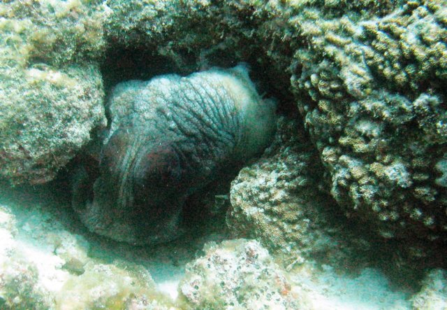 octopus.jpg